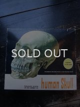 60s〜70s human skull プラモデル