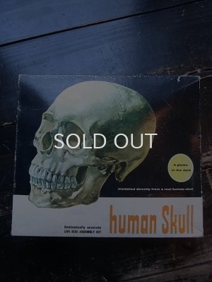 画像1: 60s〜70s human skull プラモデル