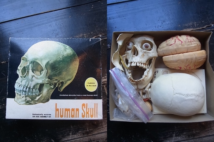 画像: 60s〜70s human skull プラモデル