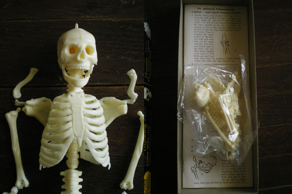 画像: 50S　人骨模型